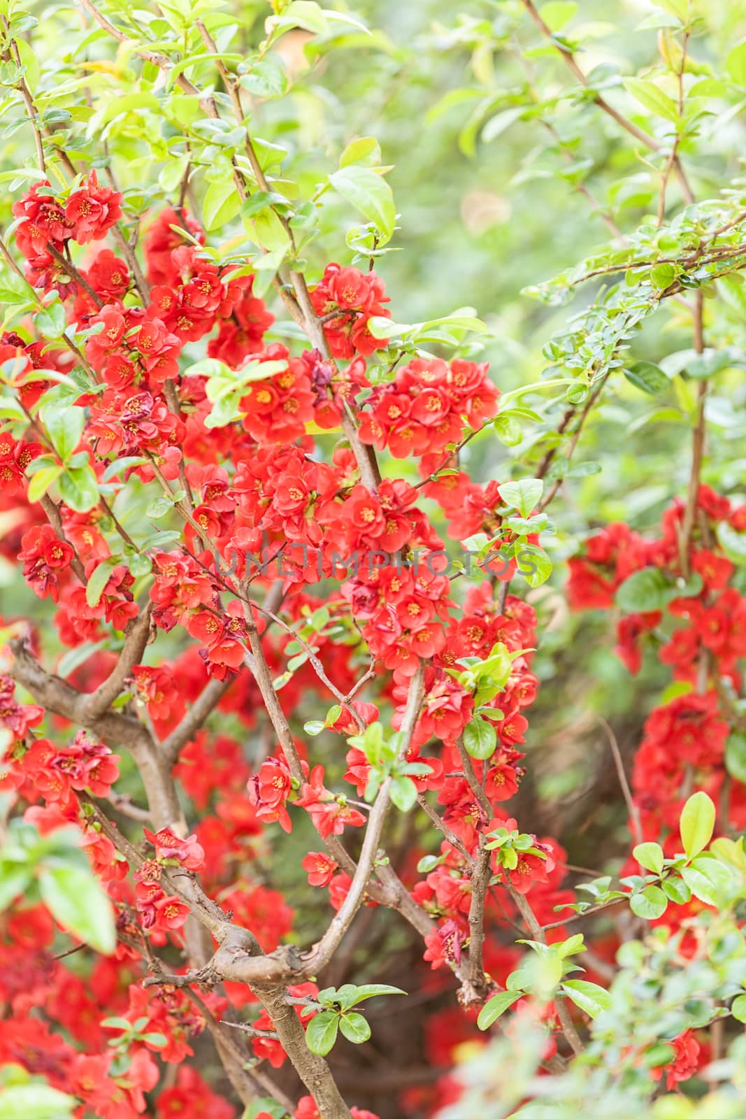 quince branches with red flowers, note shallow depth of field