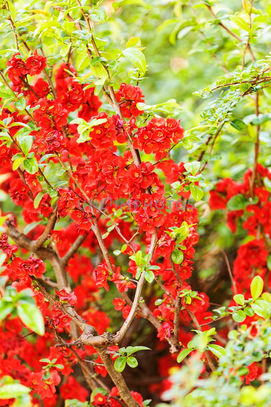 quince branches with red flowers, note shallow depth of field