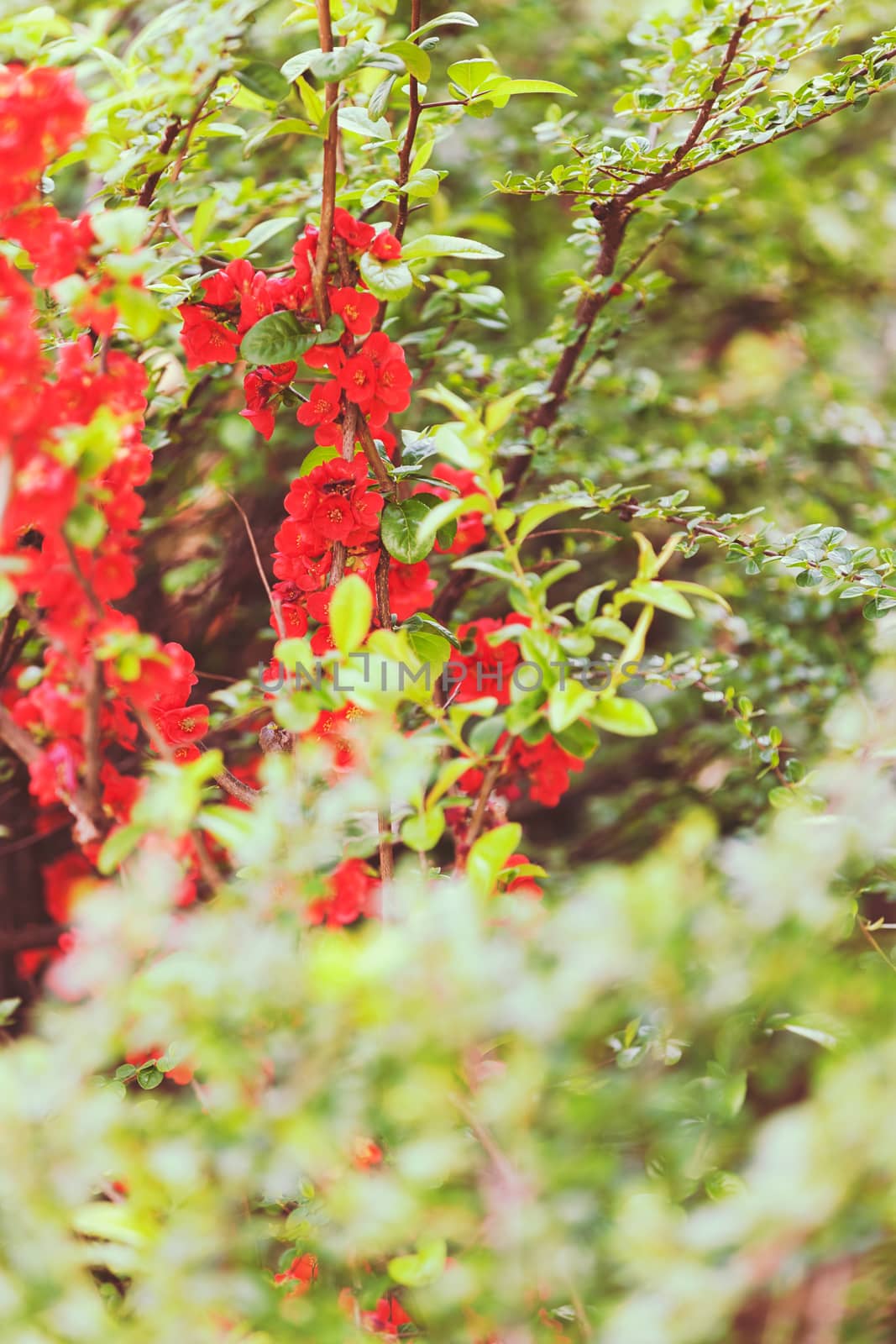 quince branches with red flowers, note shallow depth of field