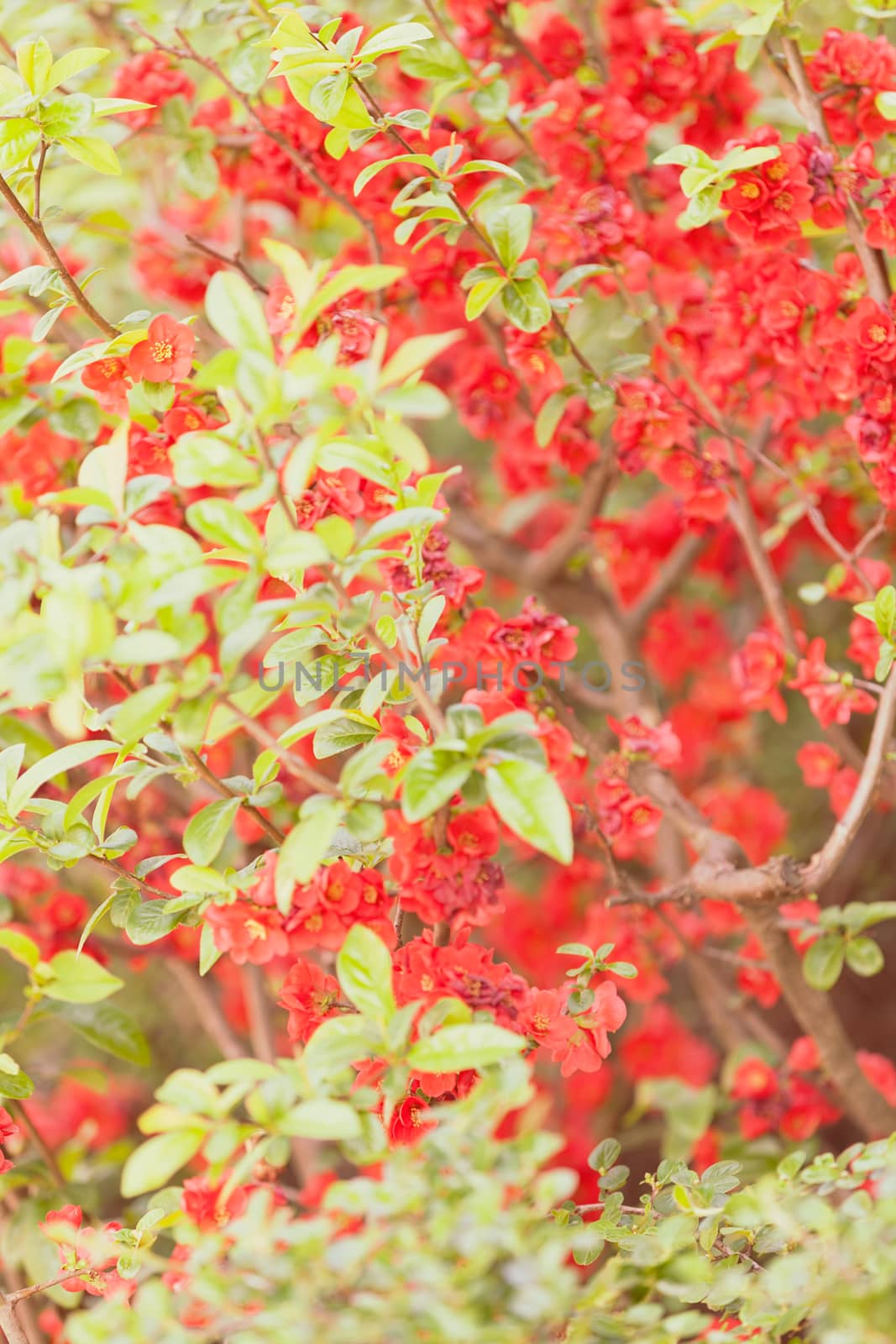 quince branches with red flowers, note shallow depth of field