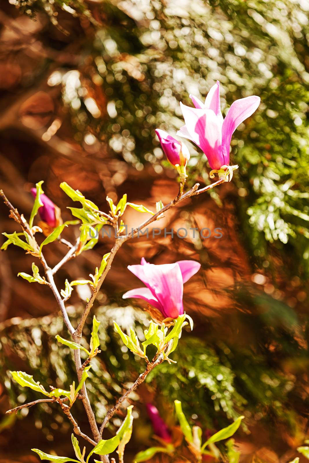 magnolia with light background, note shallow depth of field