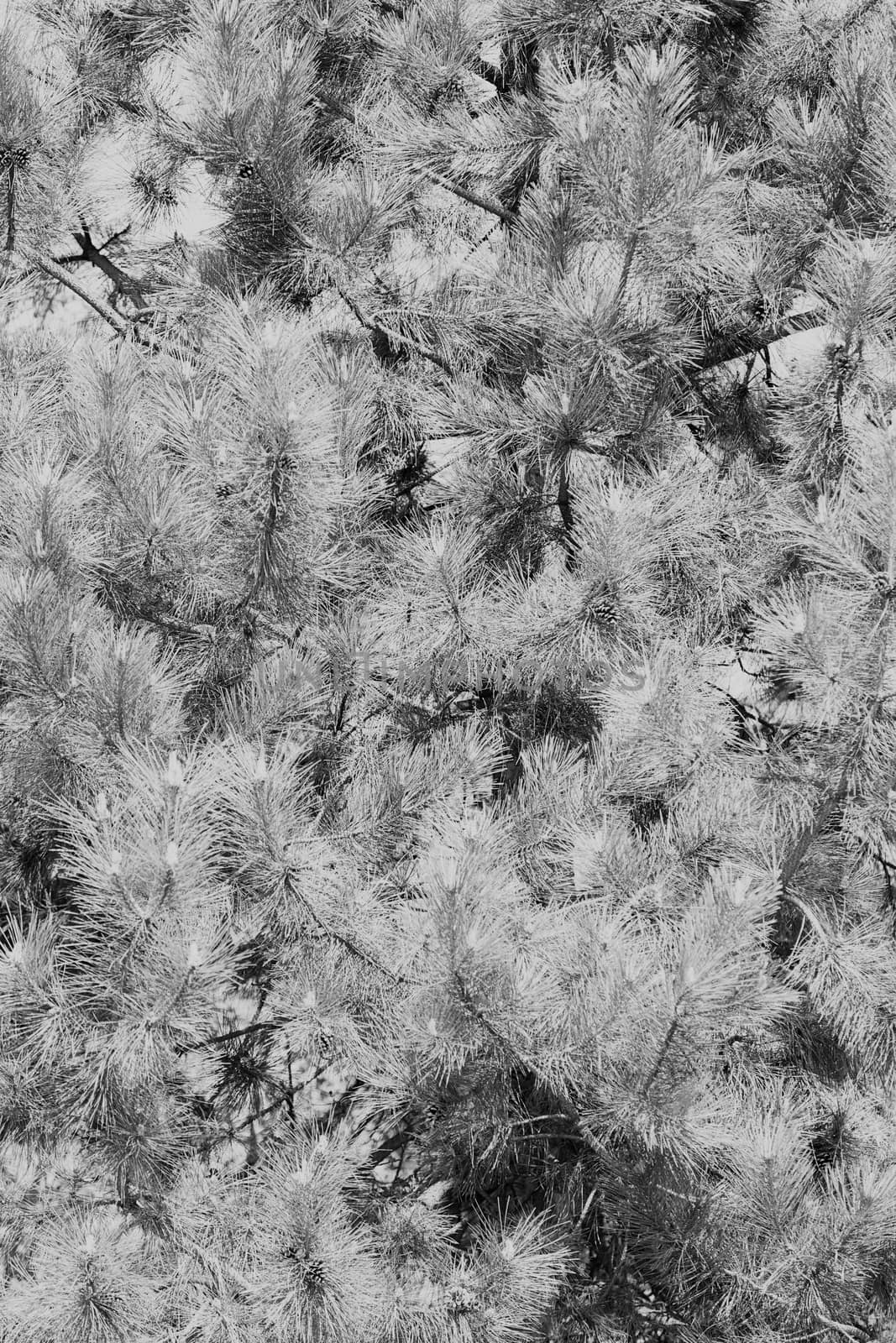 white pine branches, note shallow depth of field