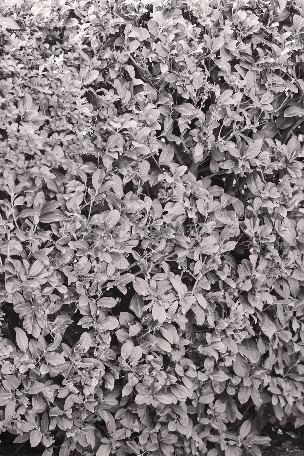 evergreen hedges in the parks, note shallow depth of field