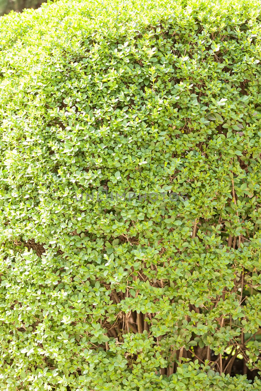 evergreen hedges in the parks, note shallow depth of field