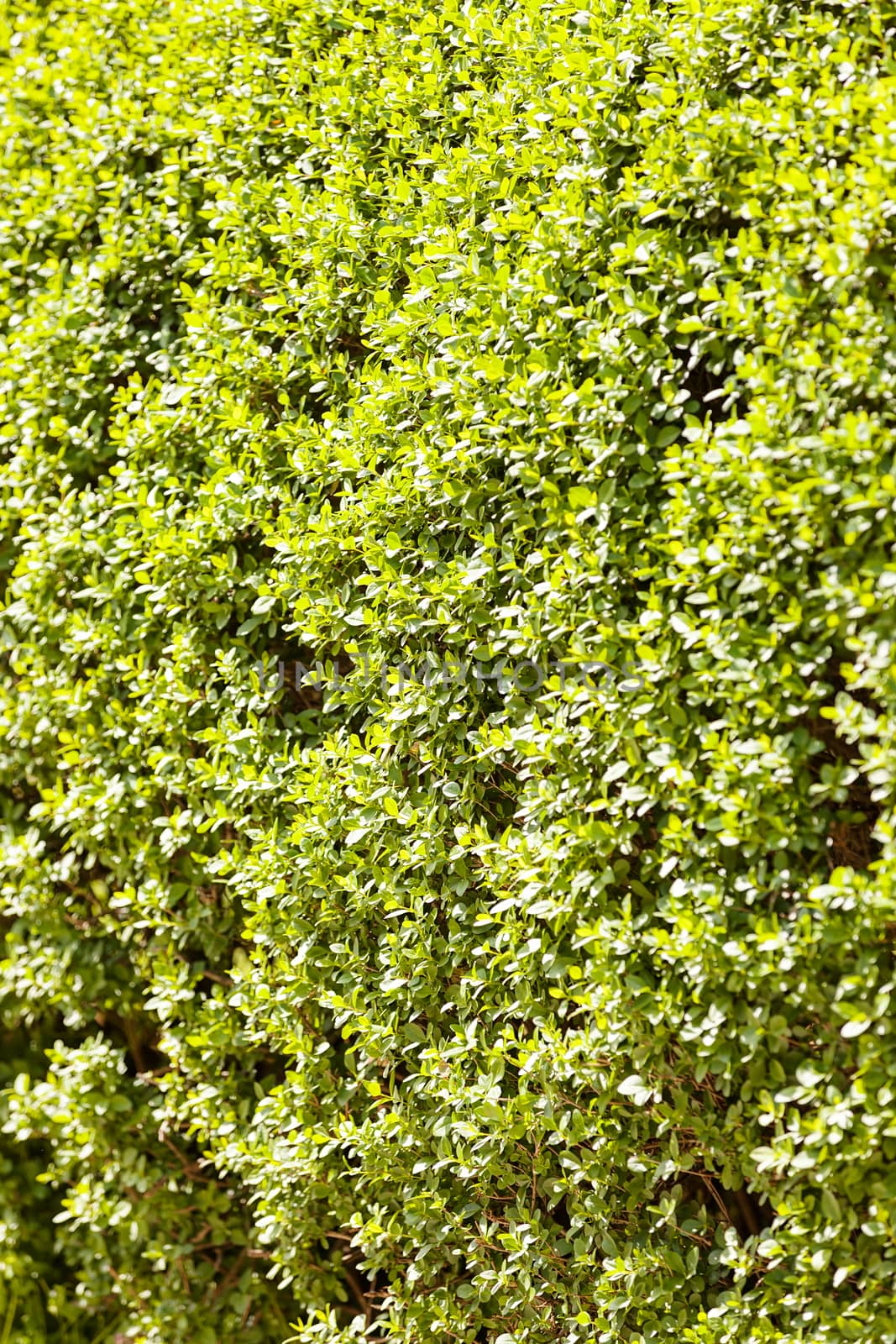 evergreen hedges in the parks, note shallow depth of field