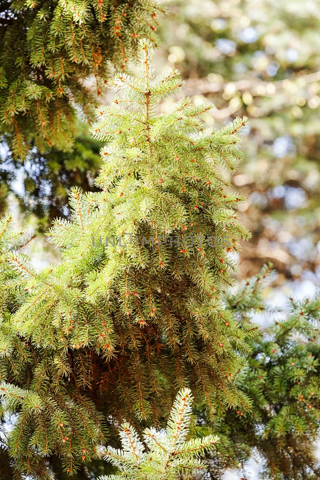 Conifer branch with fir cone in nature, note shallow depth of field