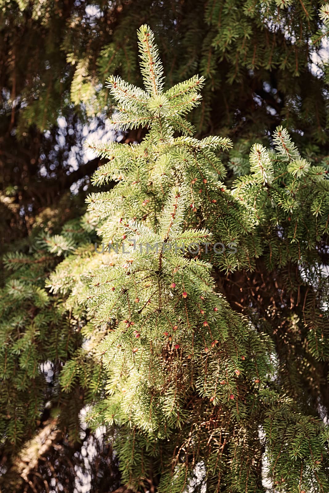 Conifer branch with fir cone in nature, note shallow depth of field