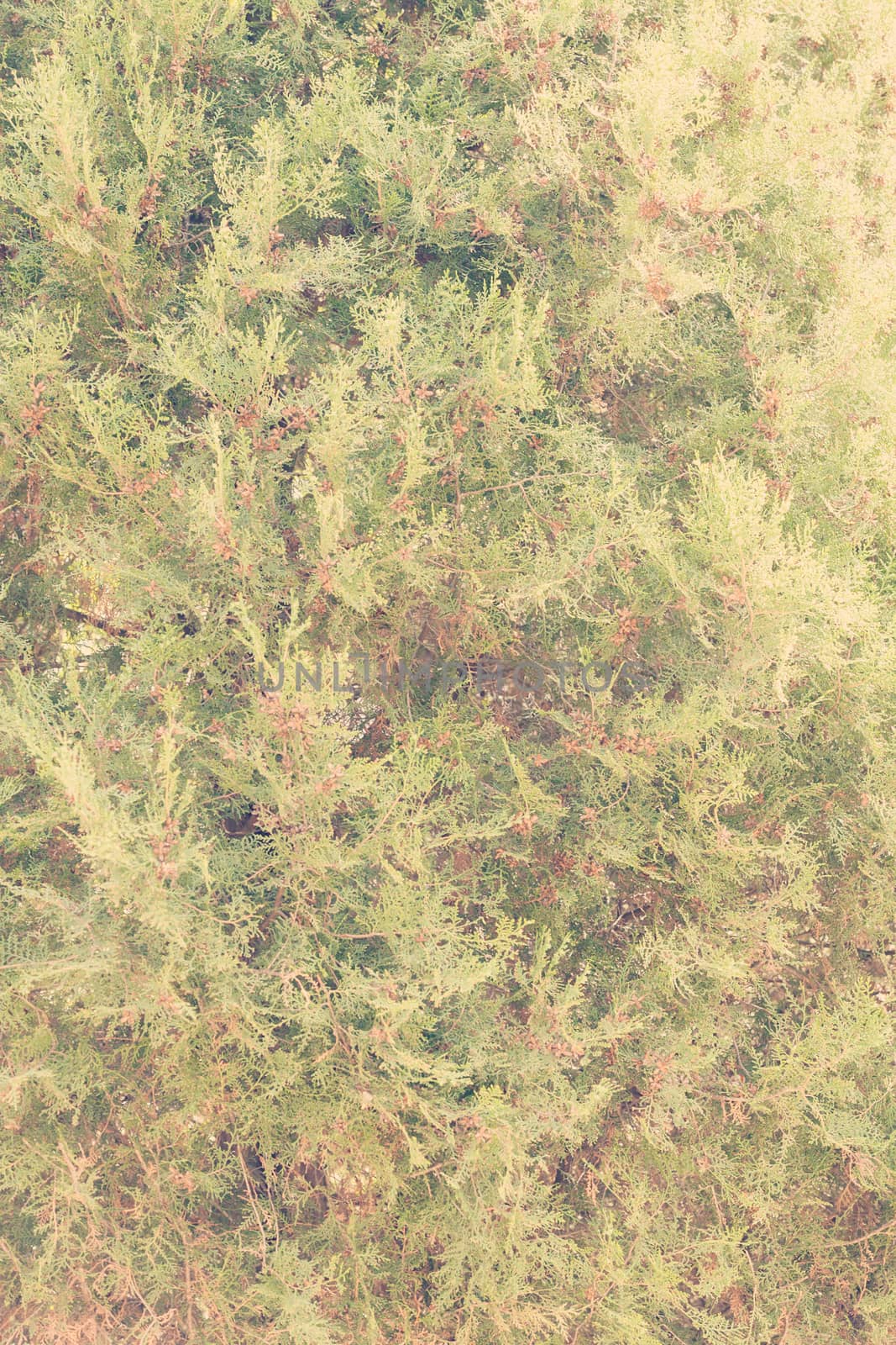 Thuja tree with thick branches, note shallow depth of field