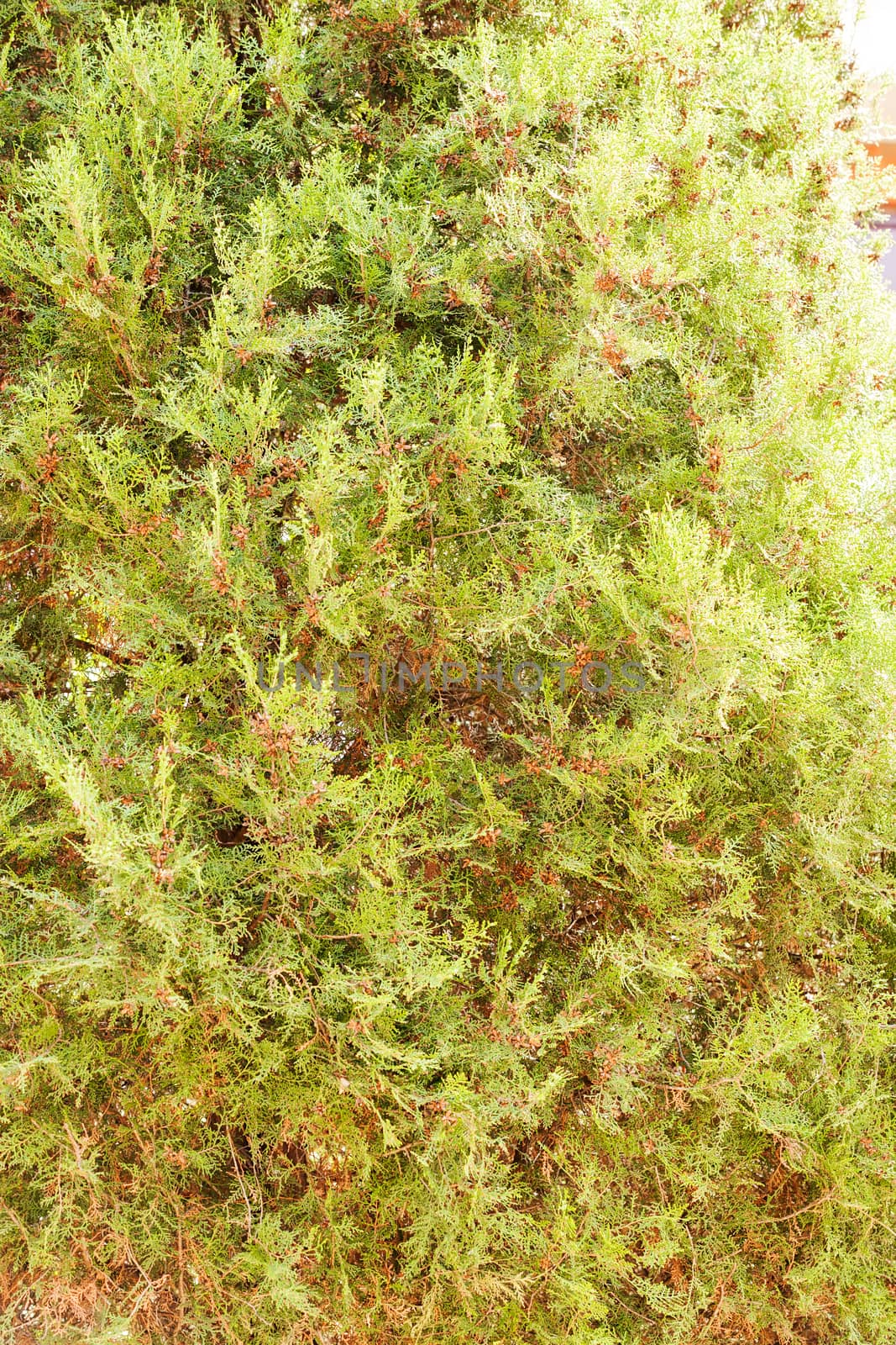 Thuja tree with thick branches, note shallow depth of field