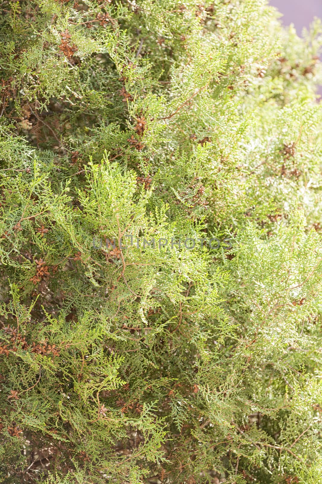 Thuja tree with thick branches, note shallow depth of field