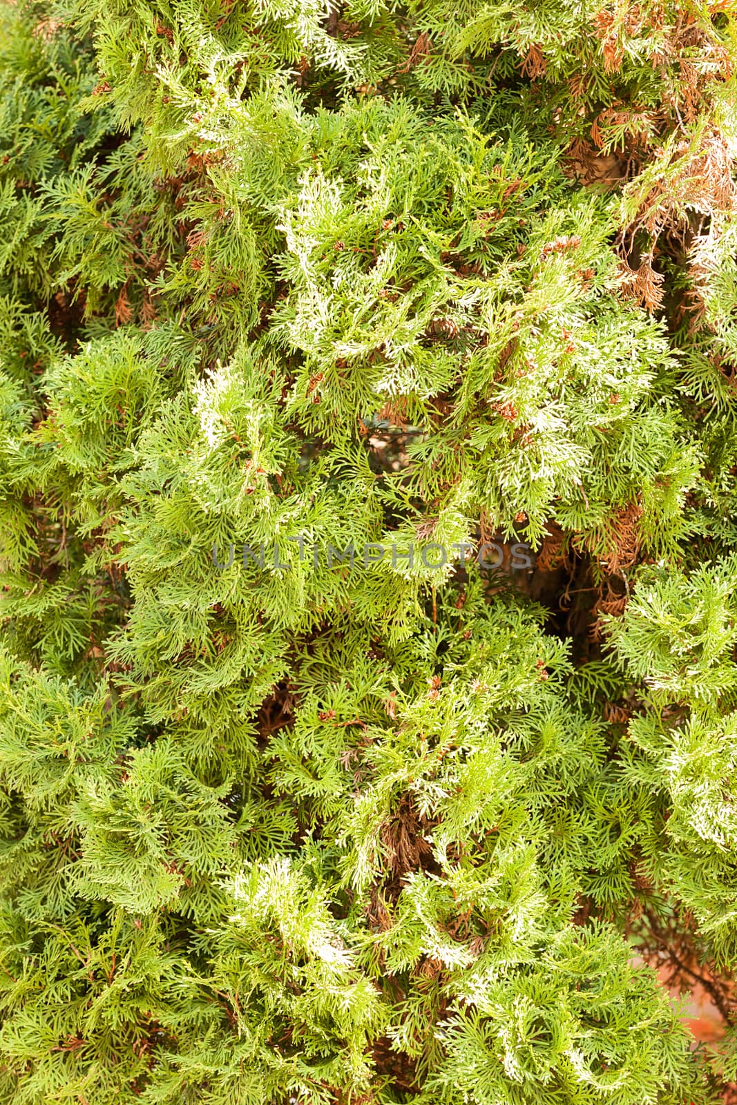 Thuja tree with thick branches, note shallow depth of field