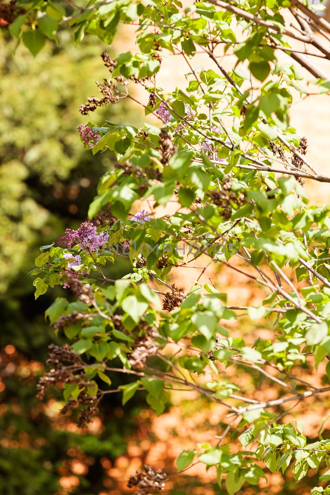 branchs of lilac in bloom, note shallow depth of field