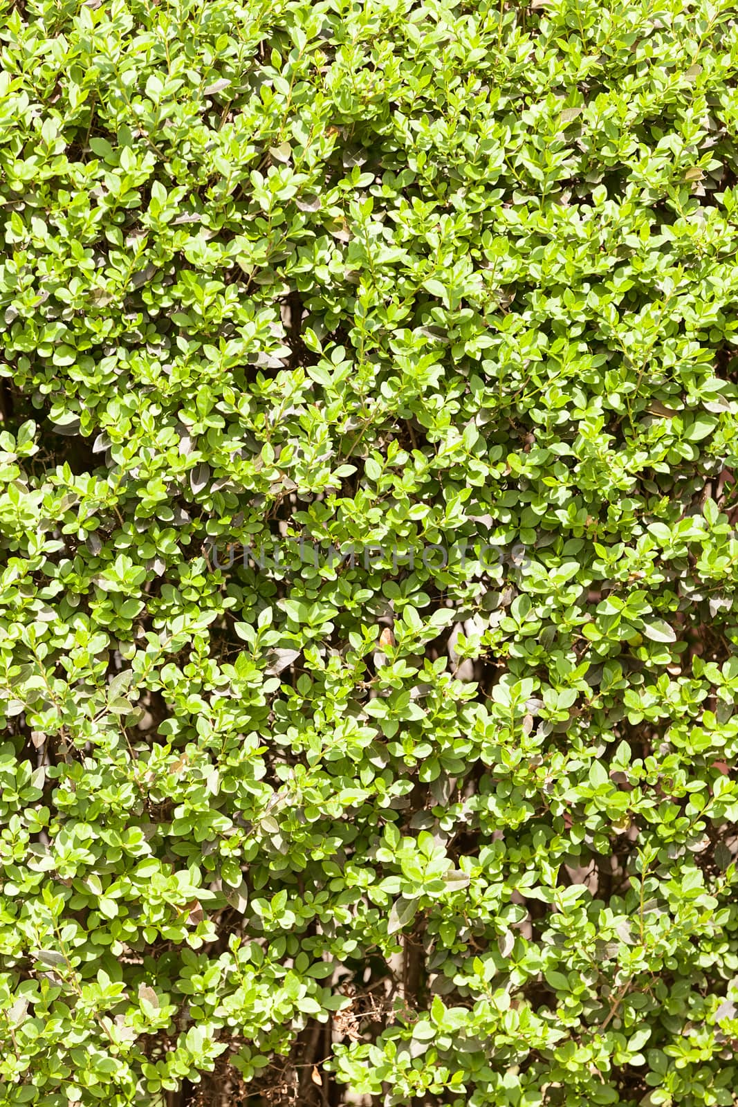 evergreen hedges in the parks, note shallow depth of field