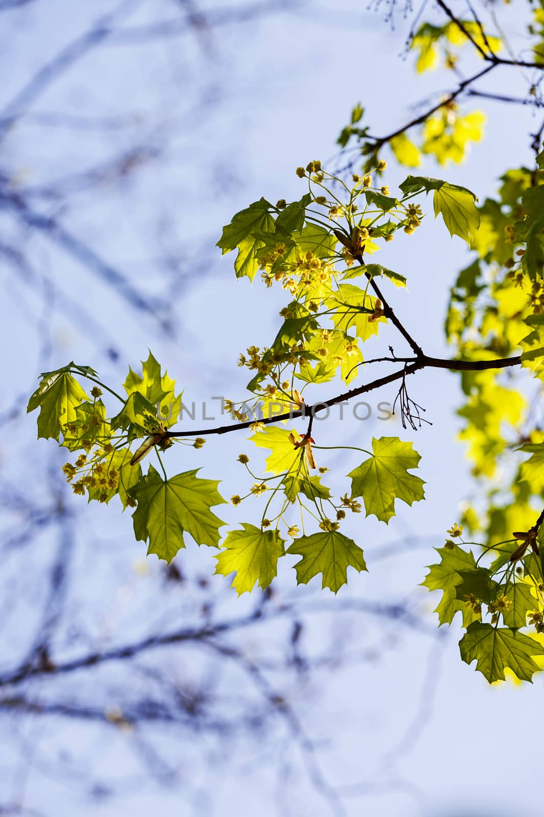 focus on green leaves by vladimirnenezic