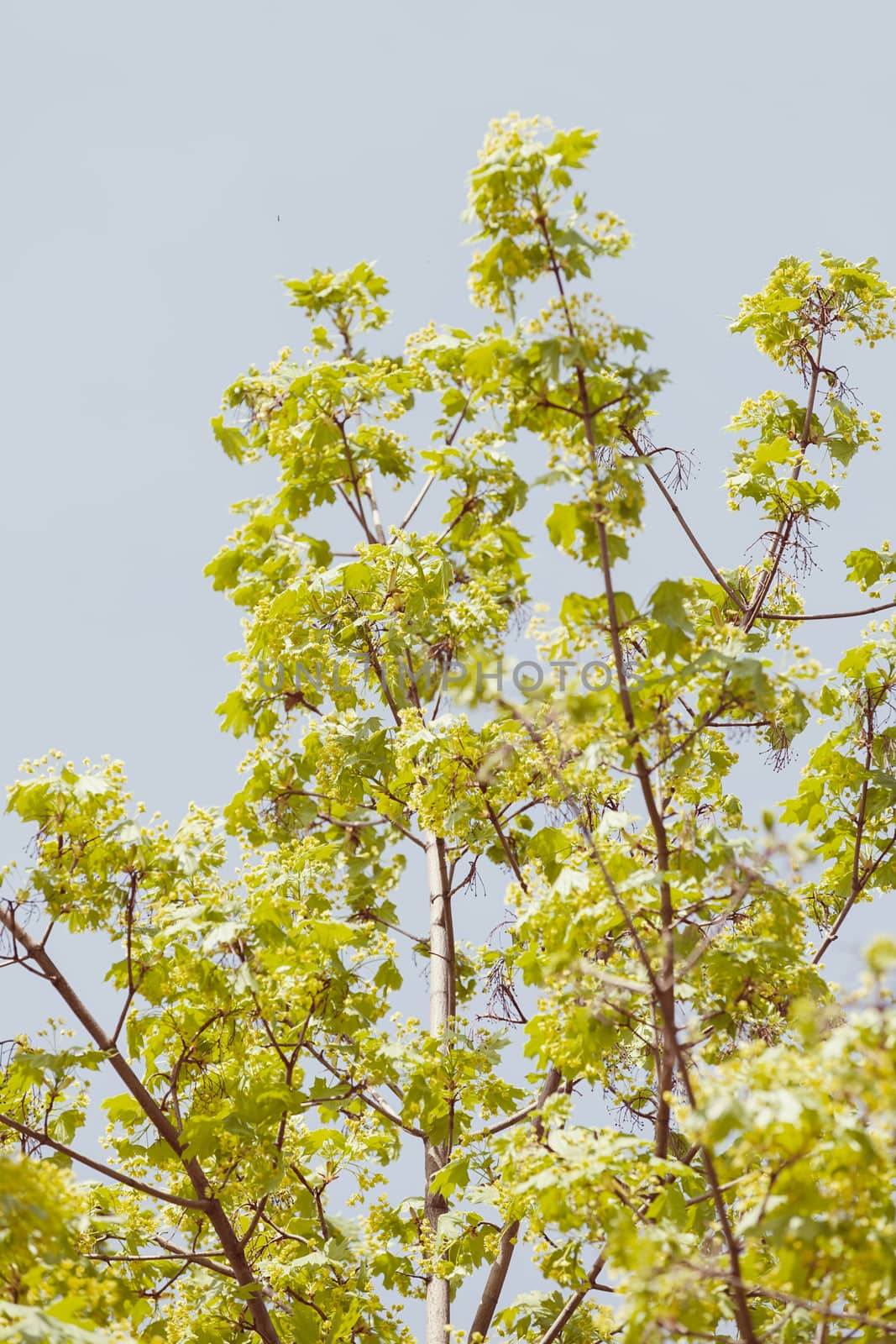 treetop with the sky in the background, note shallow depth of field