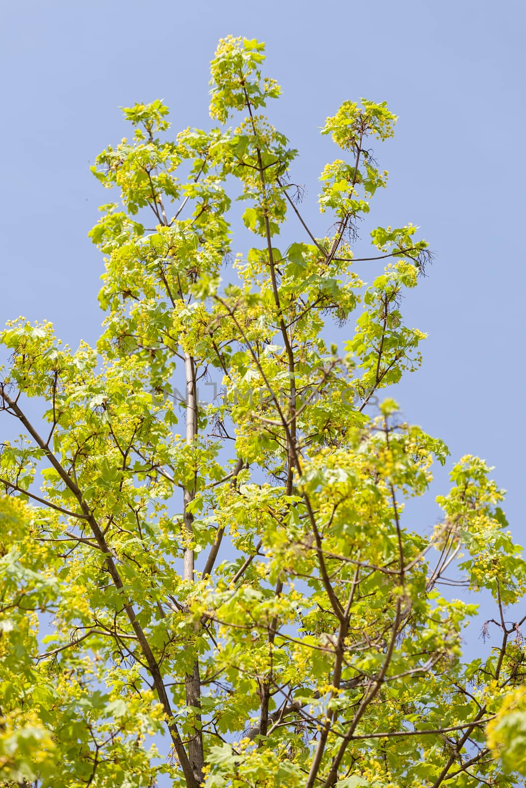 treetop with the sky in the background, note shallow depth of field