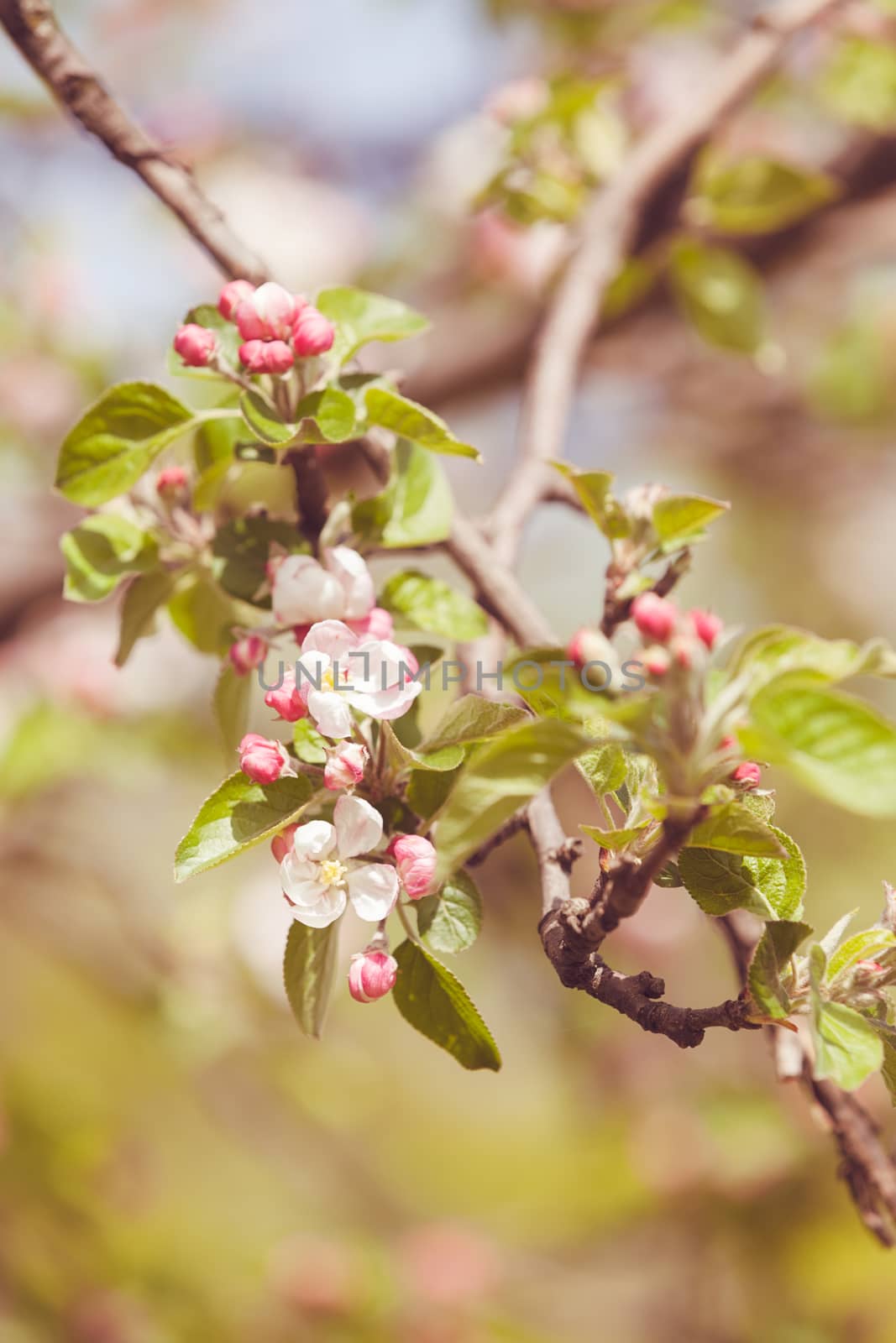 apple flower on the branches in spring, note shallow depth of field