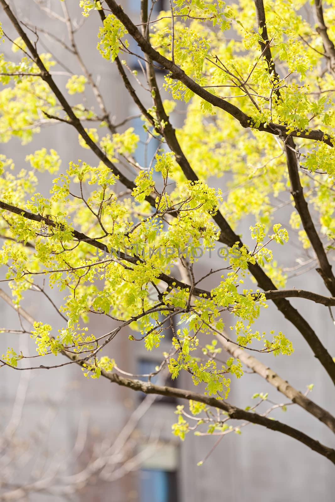 treetop with the sky in the background, note shallow depth of field