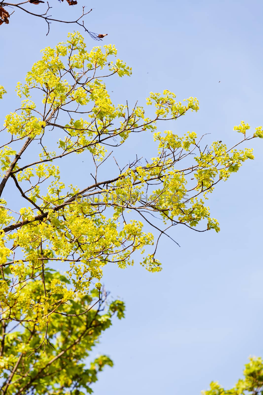 treetop with the sky in the background, note shallow depth of field