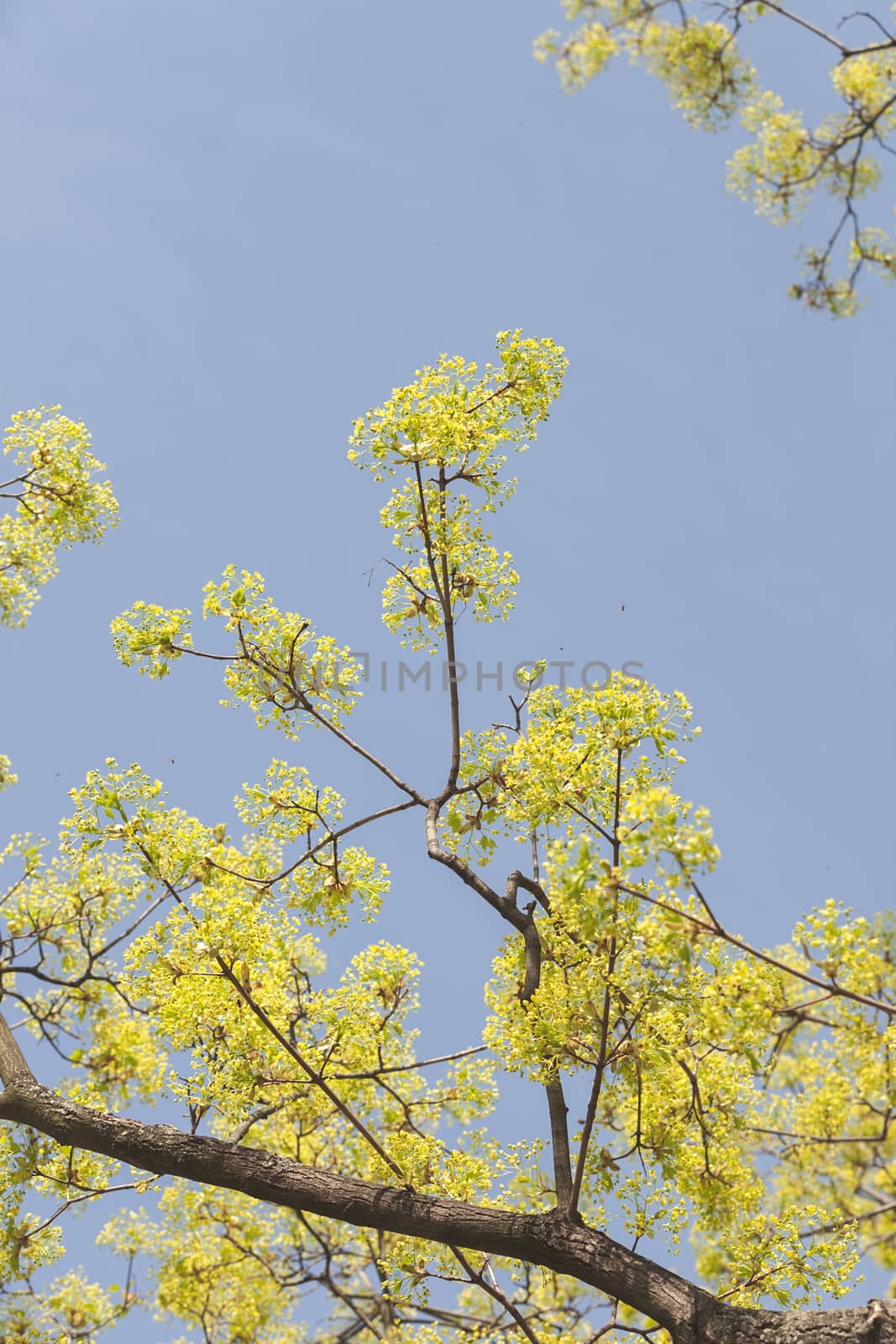 treetop with the sky in the background by vladimirnenezic