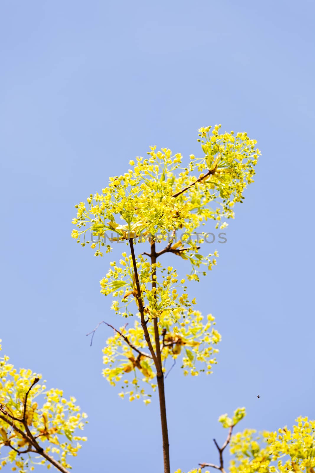 treetop with the sky in the background, note shallow depth of field