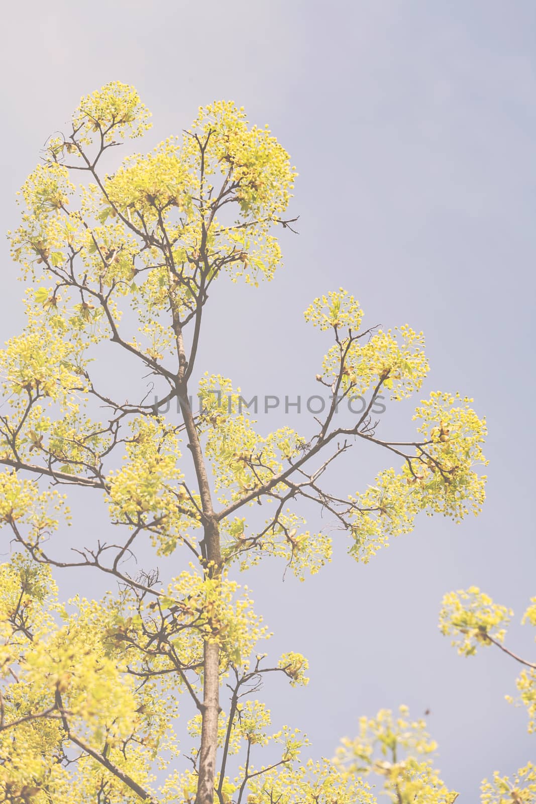 treetop with the sky in the background, note shallow depth of field