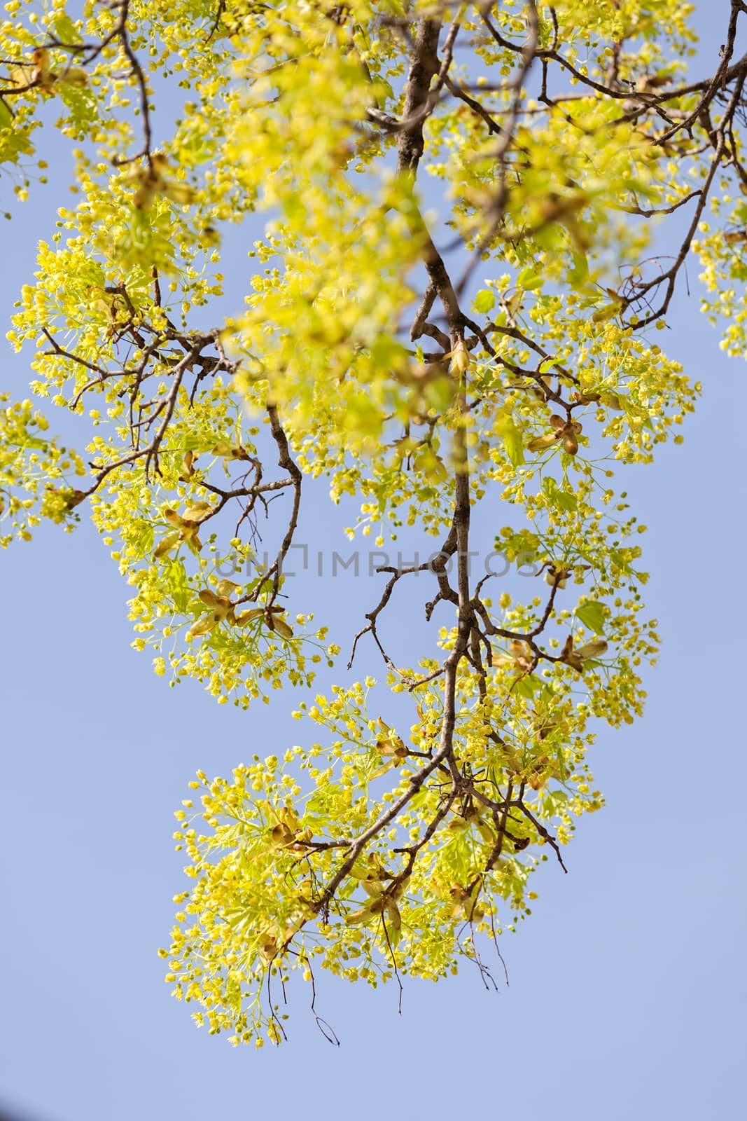 treetop with the sky in the background, note shallow depth of field