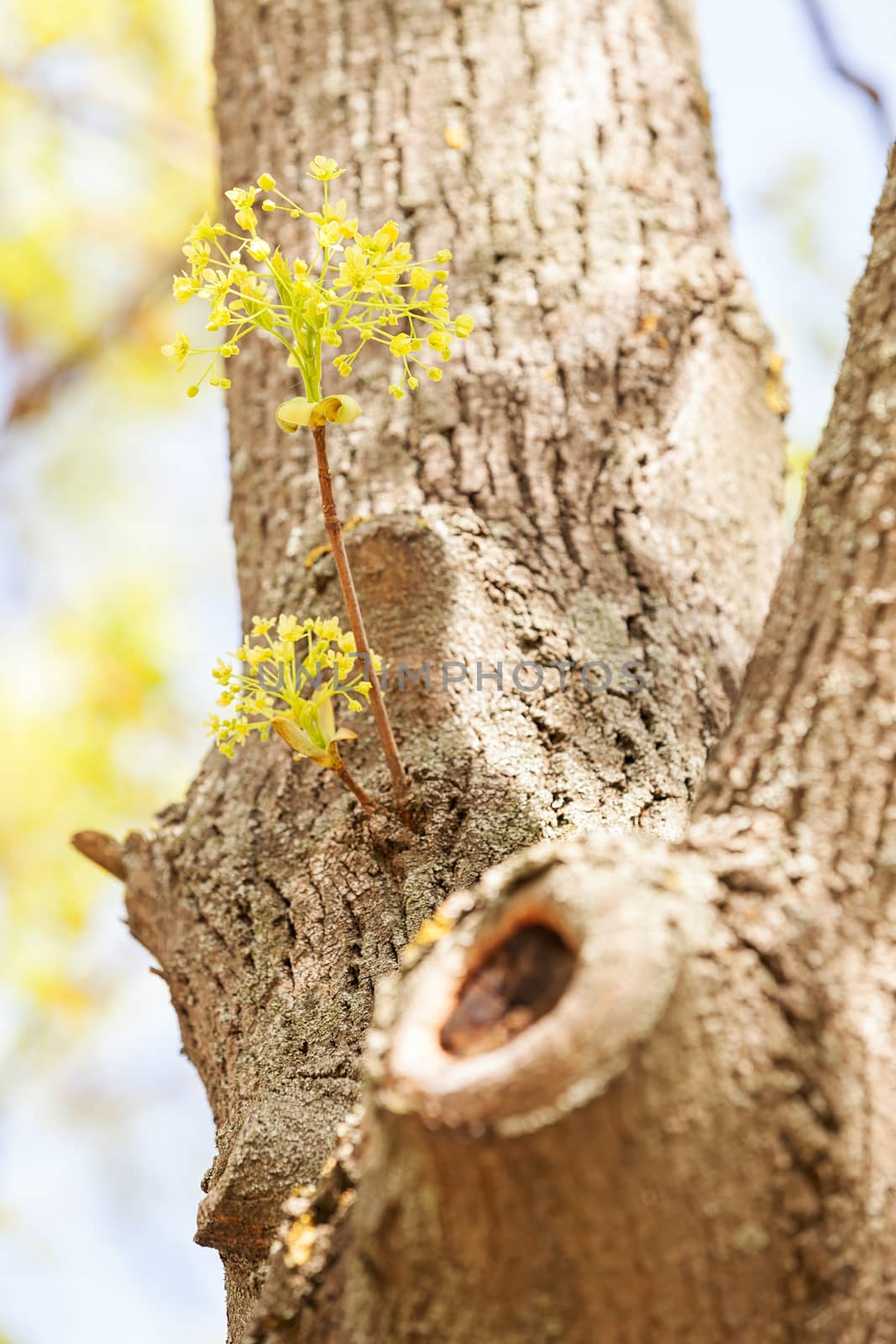 treetop with the sky in the background, note shallow depth of field