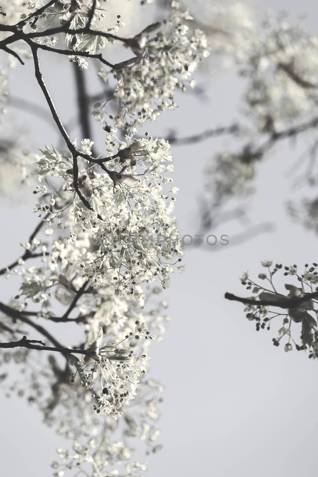 treetop with the sky in the background, note shallow depth of field