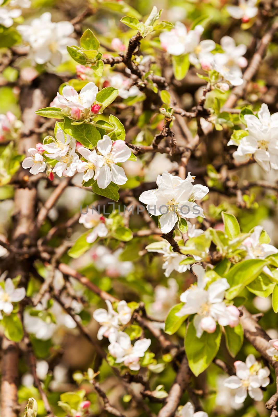 branches with pear blossoms by vladimirnenezic