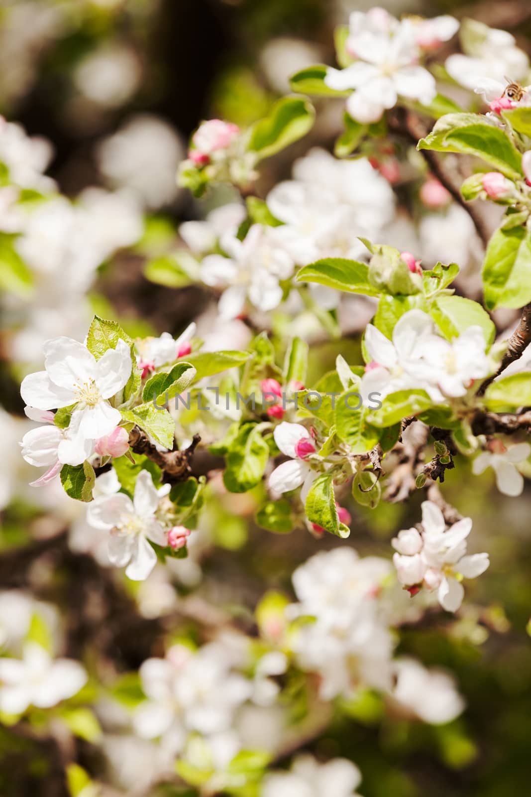 branches with white flowers in nature, note shallow dept of field