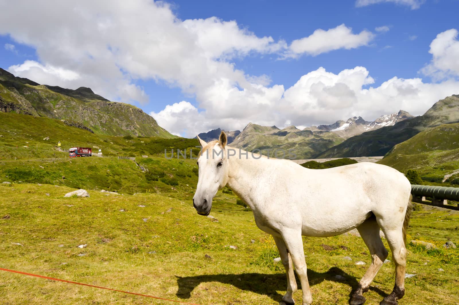 Gray Horse in the Tyrol Mountains in Austria