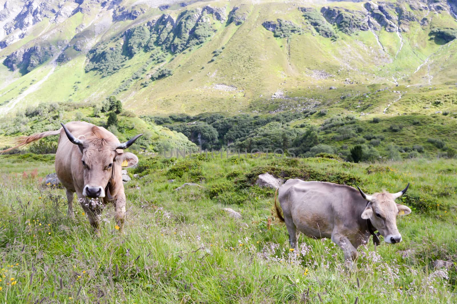 Gray cows in the tyrolean mountains in Austria