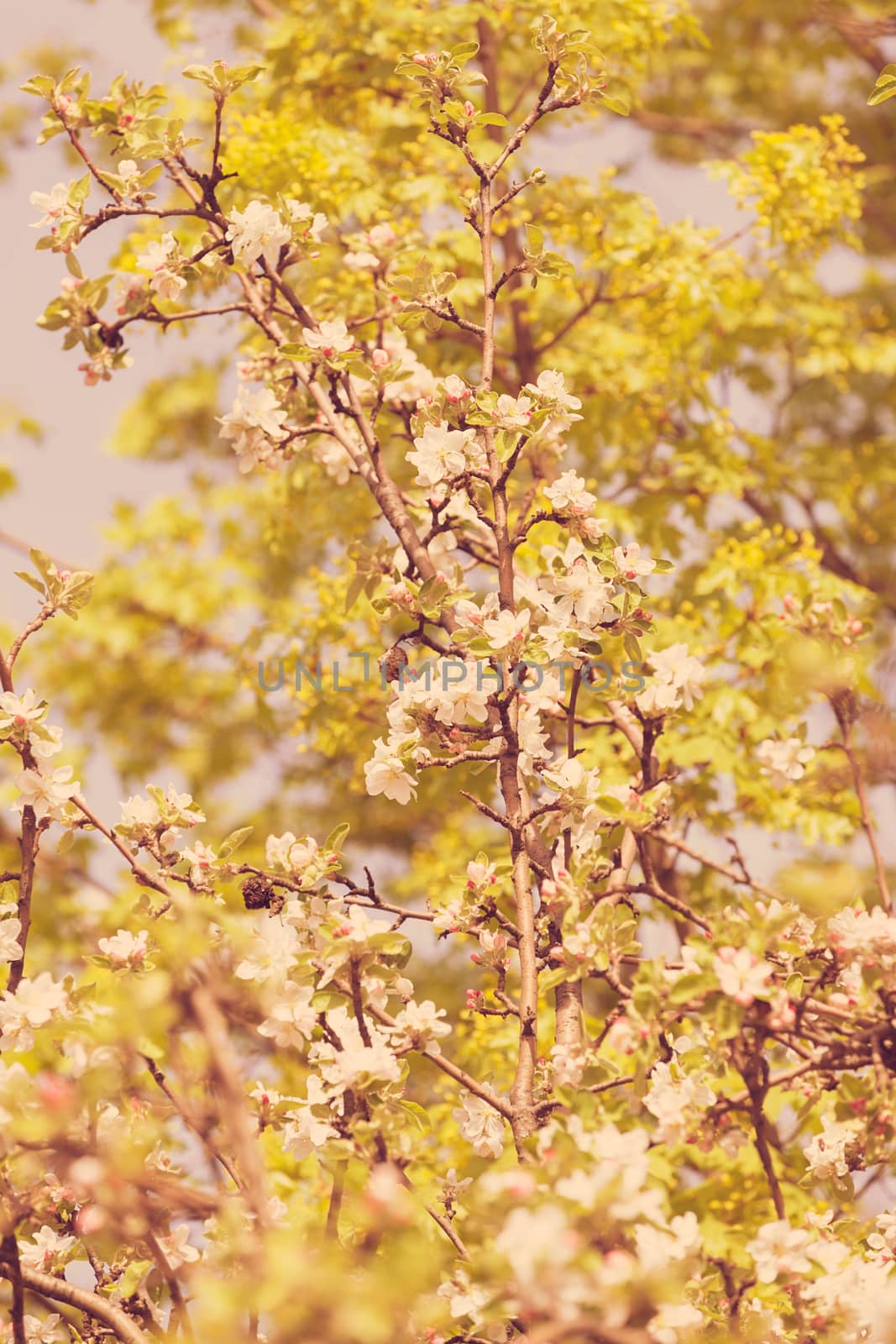 apple flower on the branches in spring, note shallow depth of field