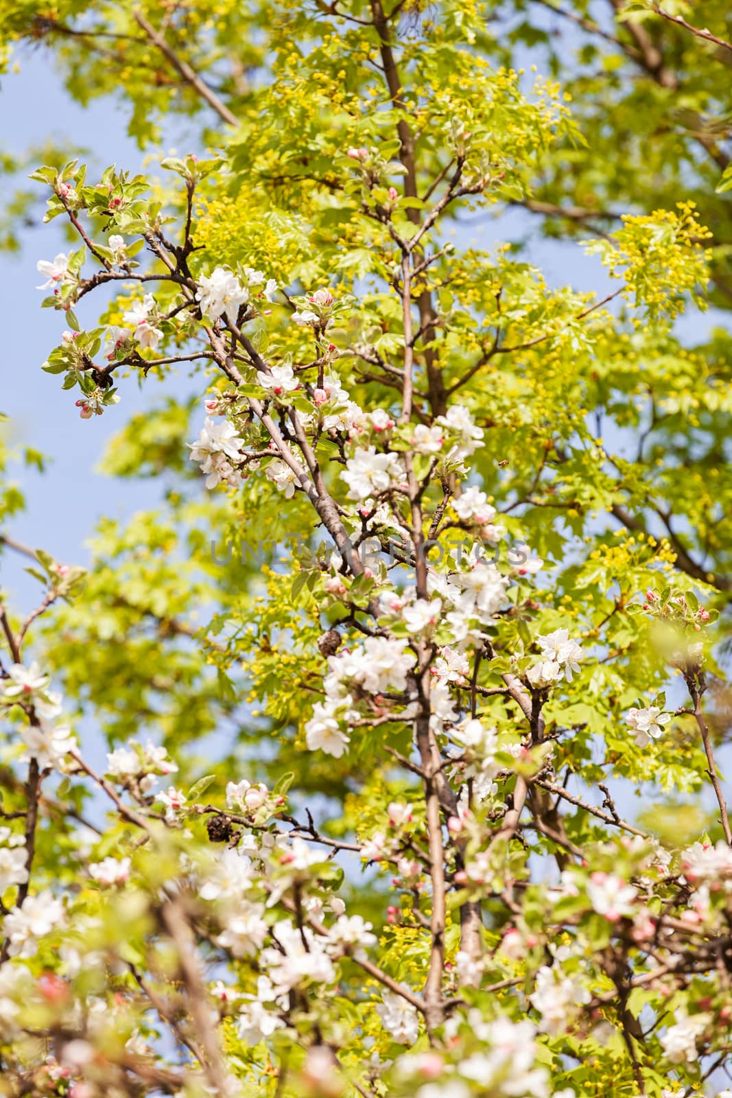 apple flower on the branches in spring, note shallow depth of field