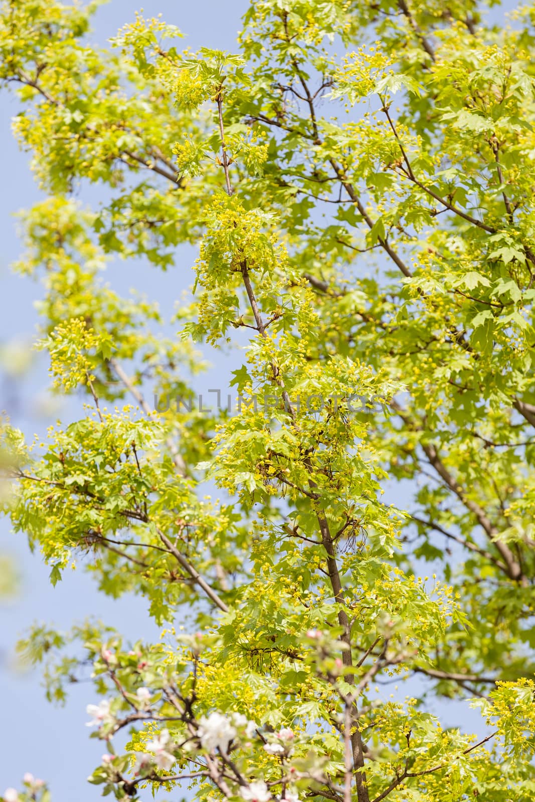 treetop with the sky in the background by vladimirnenezic