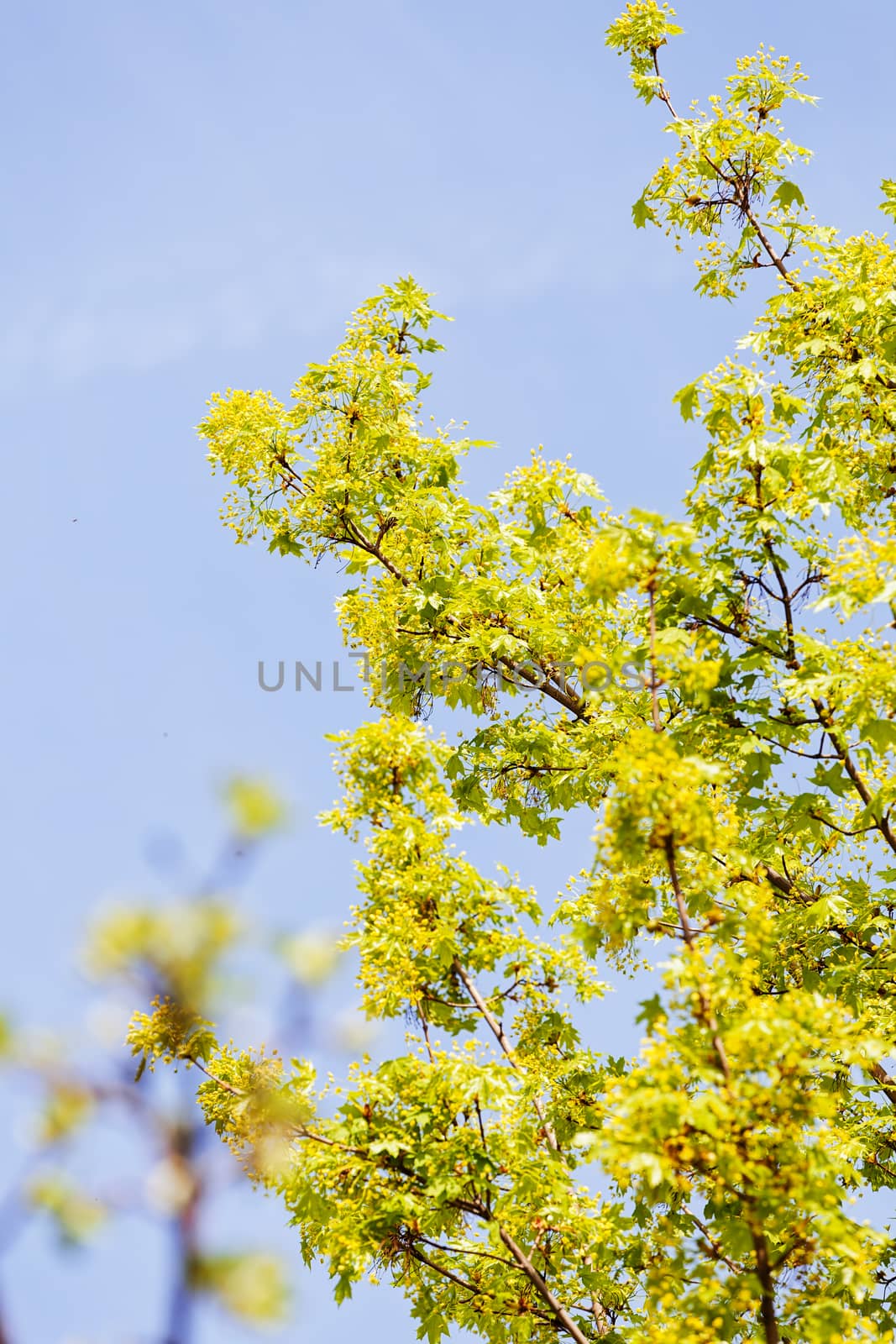 treetop with the sky in the background, note shallow depth of field