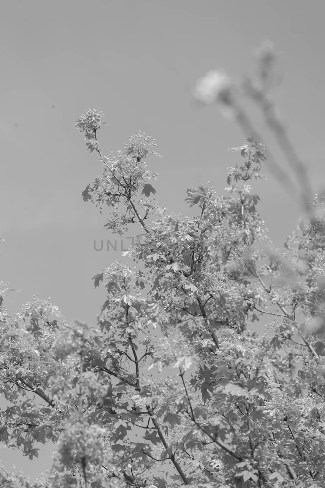 treetop with the sky in the background, note shallow depth of field