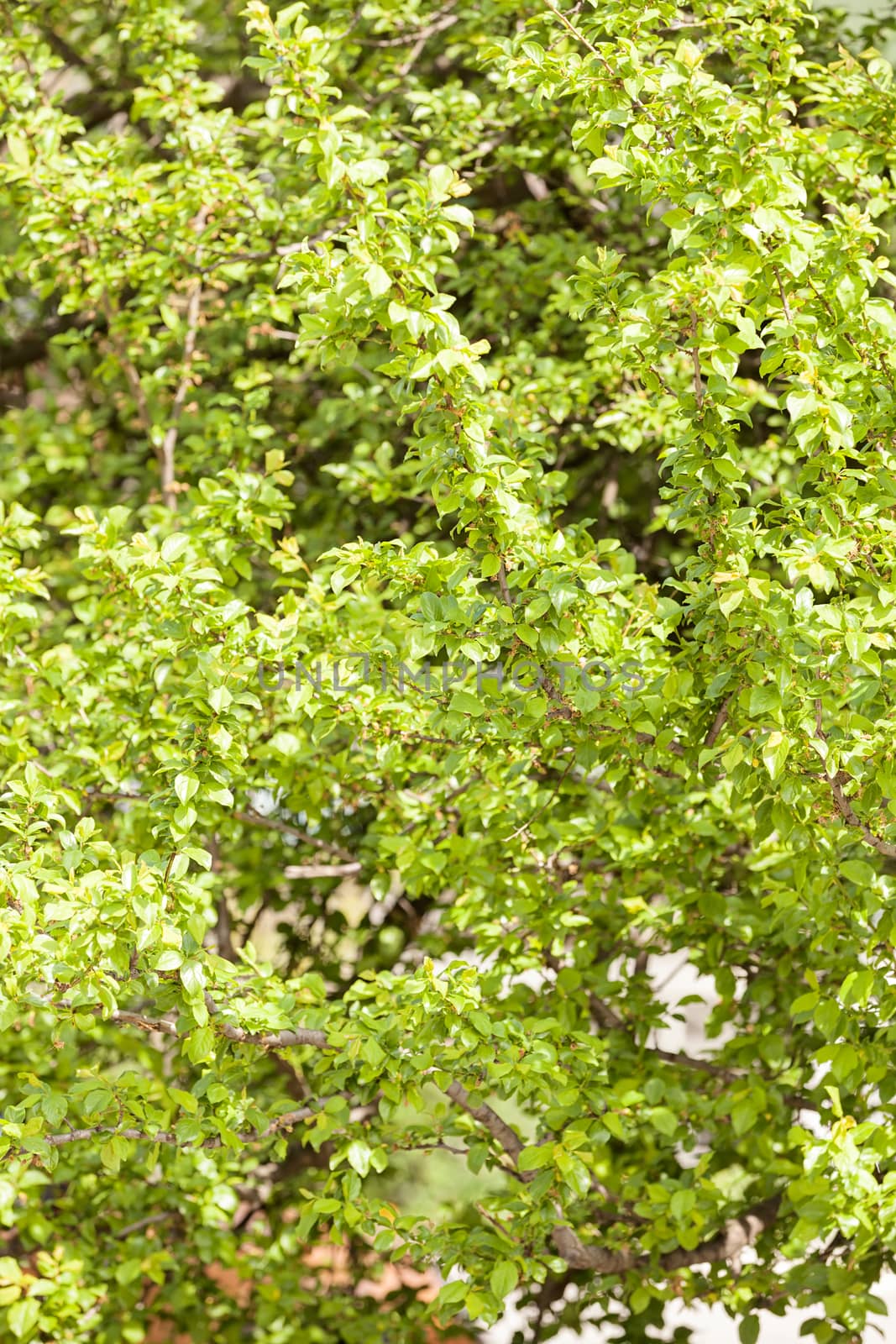 treetop with the sky in the background, note shallow depth of field