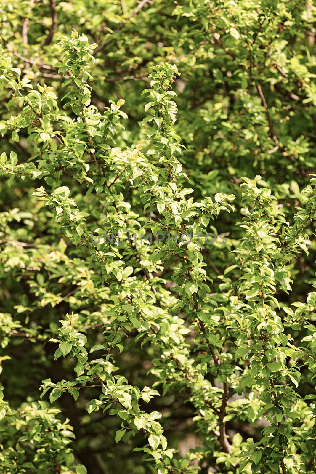 treetop with the sky in the background, note shallow depth of field