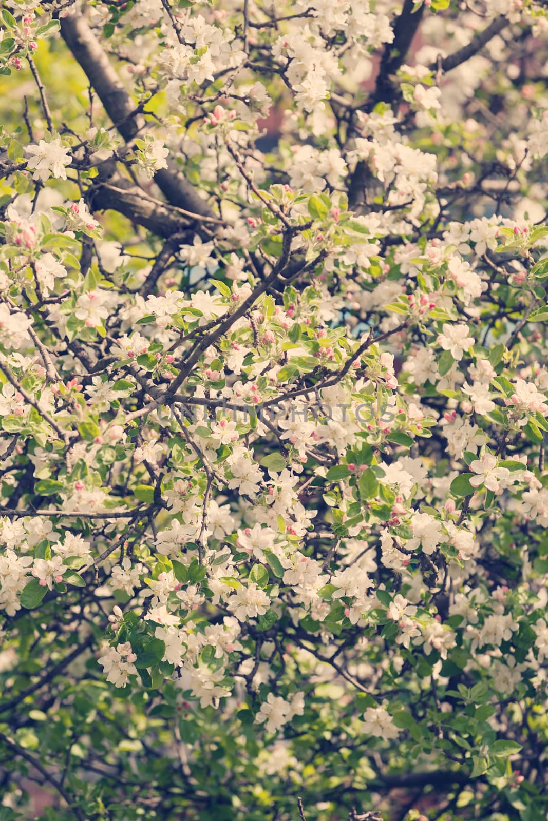 apple flower on the branches in spring, note shallow depth of field