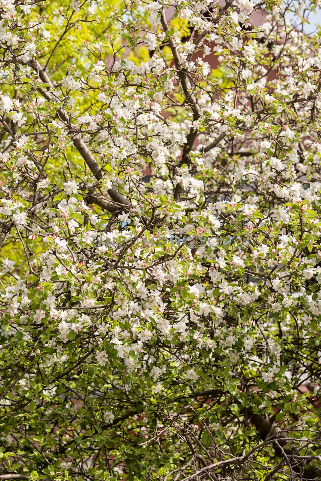 apple flower on the branches in spring, note shallow depth of field