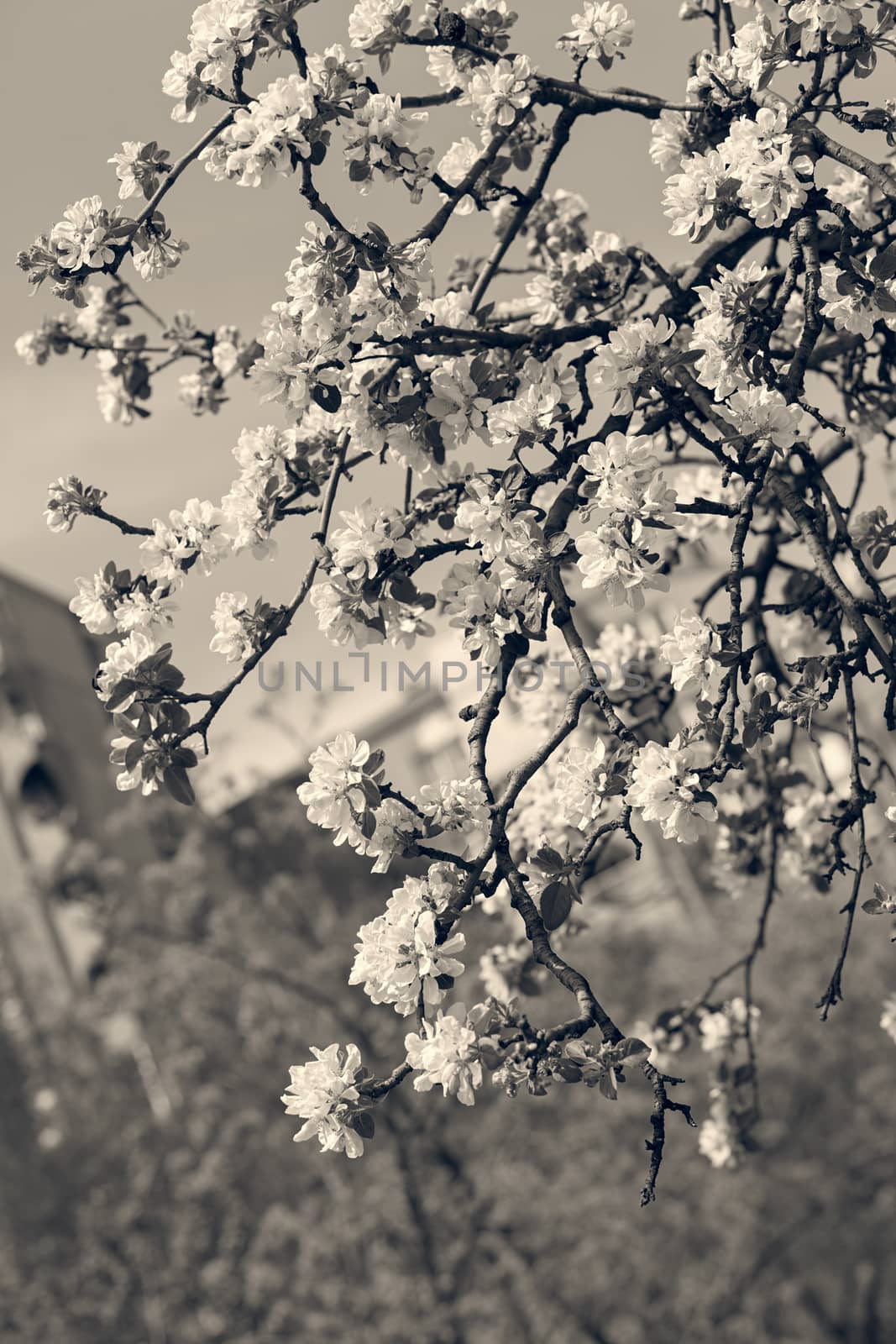 apple flower on the branches in spring, note shallow depth of field