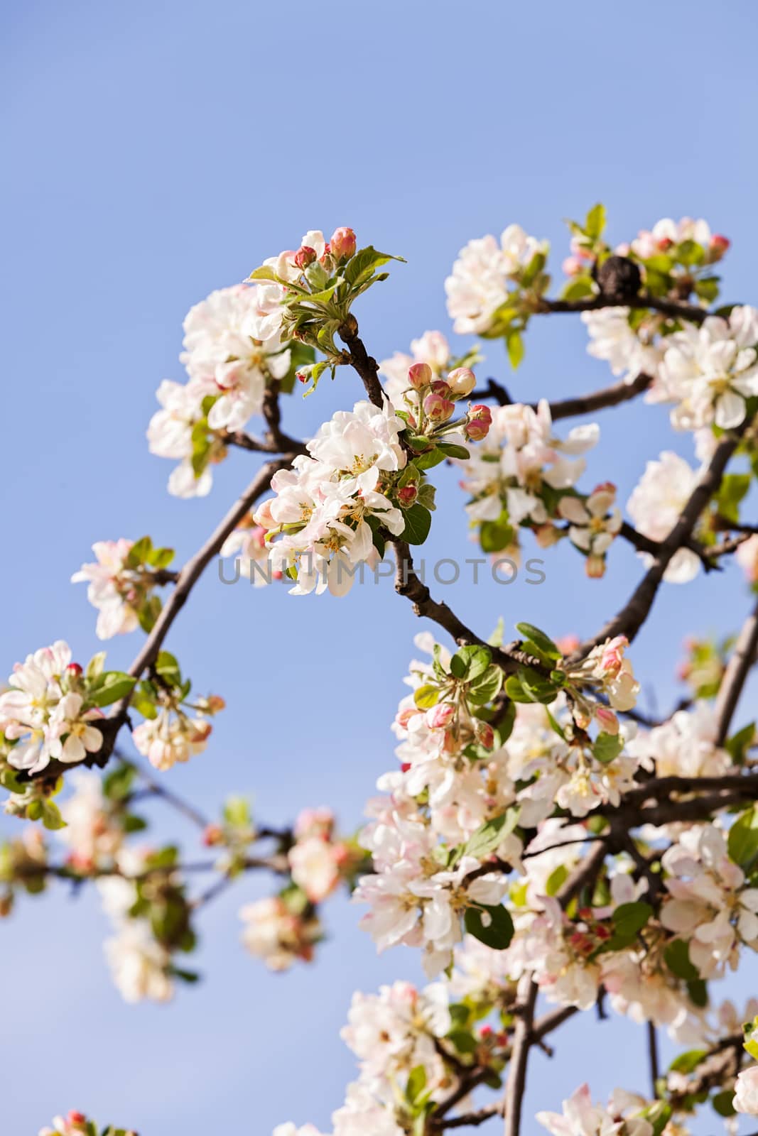 apple flower on the branches by vladimirnenezic