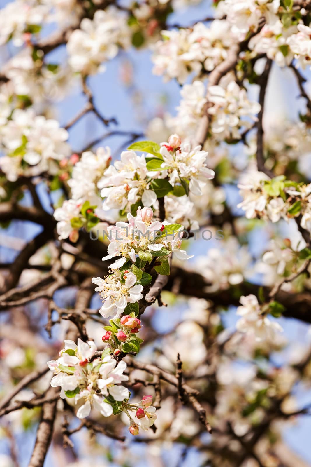 apple flower on the branches by vladimirnenezic