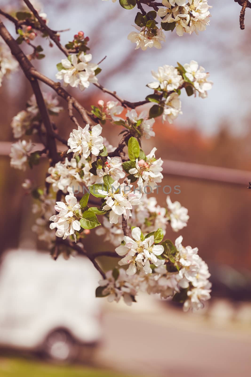 apple flower on the branches in spring, note shallow depth of field