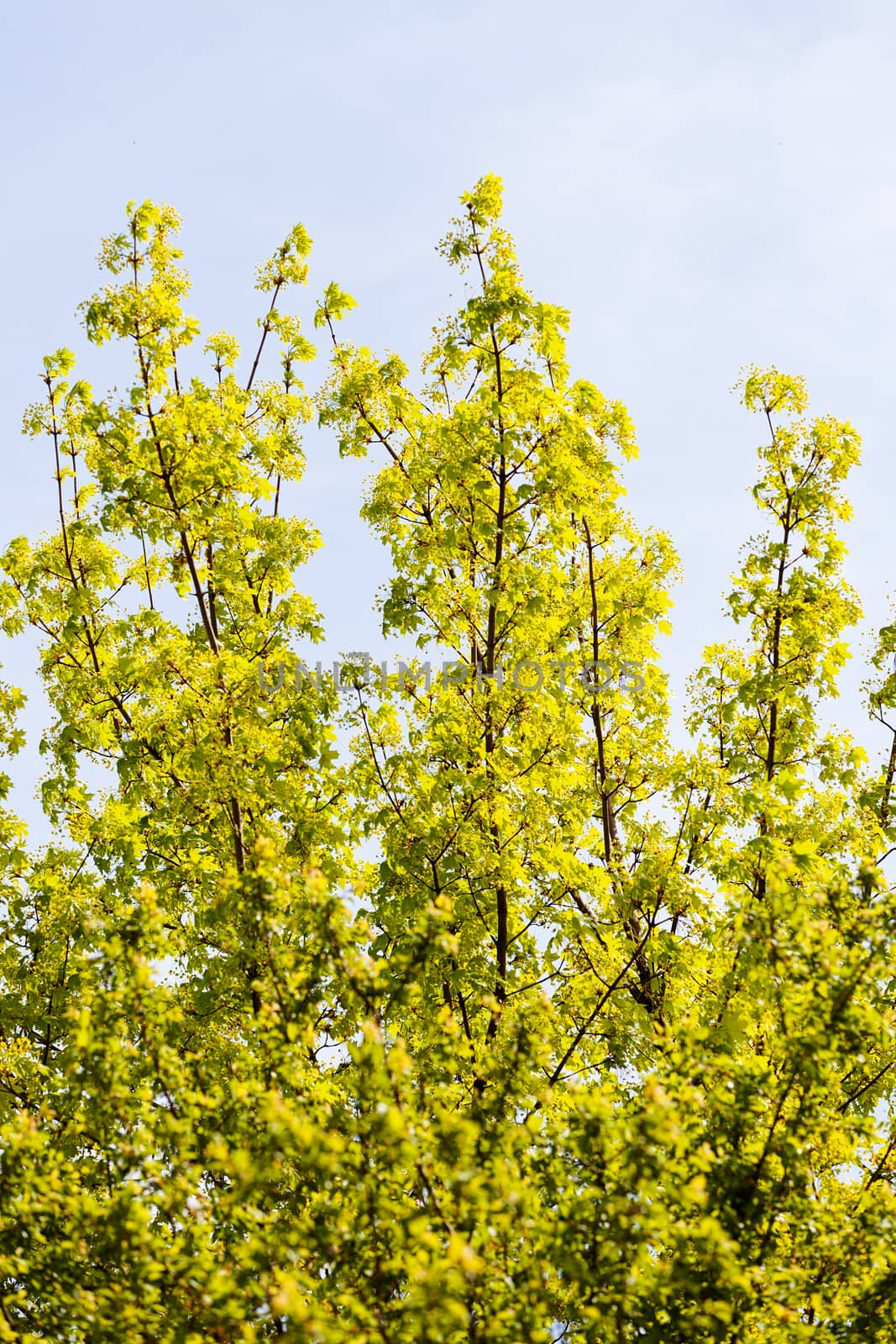 treetop with the sky in the background, note shallow depth of field