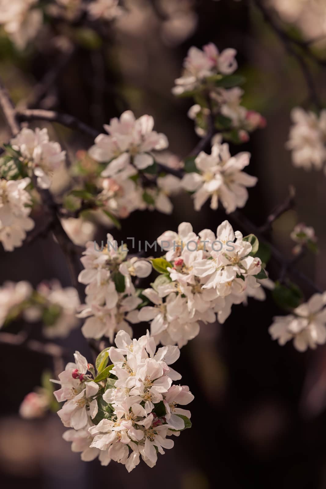 apple flower on the branches in spring, note shallow depth of field