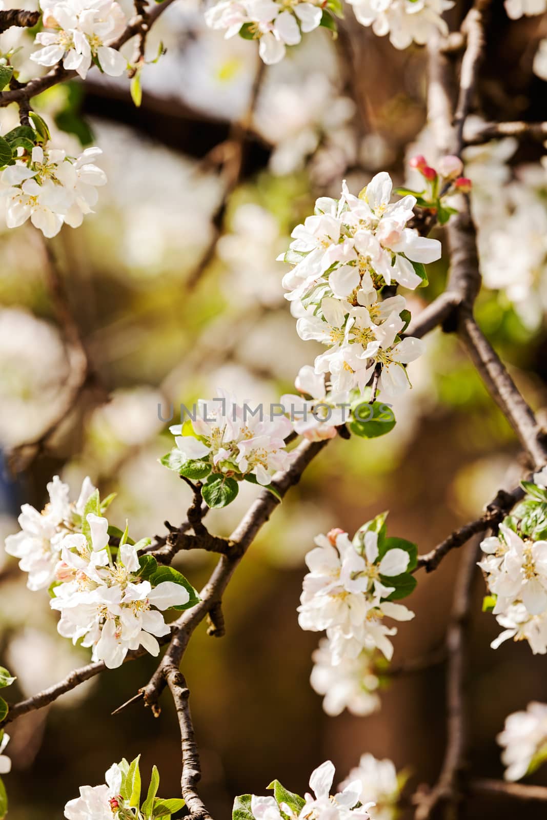 apple flower on the branches in spring, note shallow depth of field