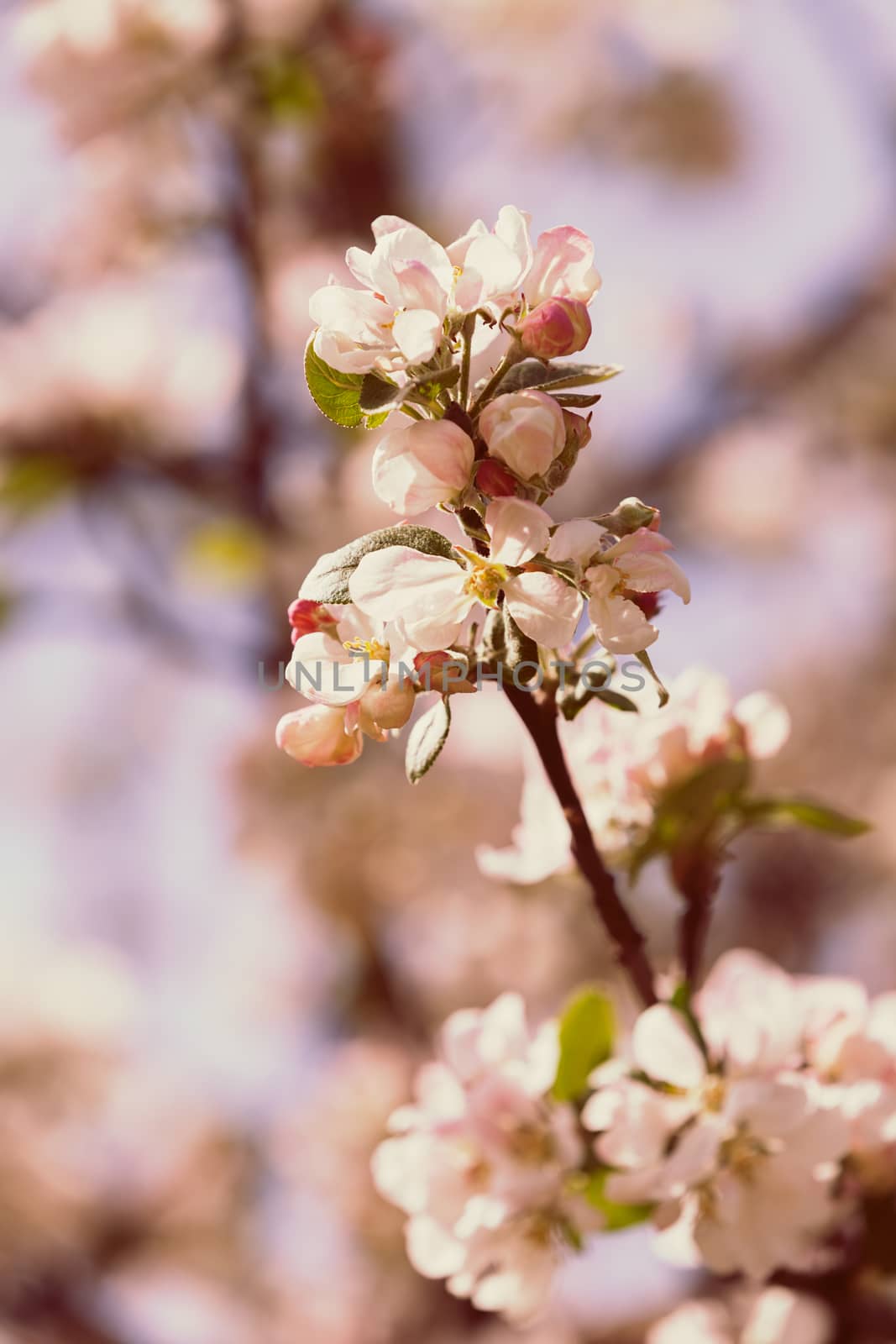 apple flower on the branches by vladimirnenezic